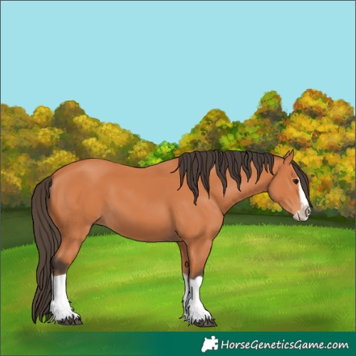 Horse Color:Bay Splash Frame 