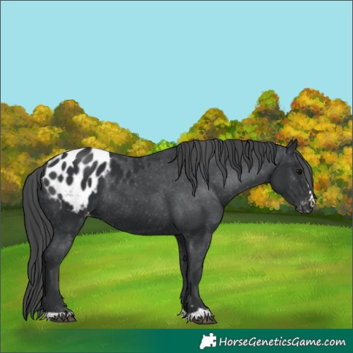 Horse Color:Black Appaloosa 