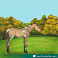 Horse Color:White Spotted Buckskin Dun