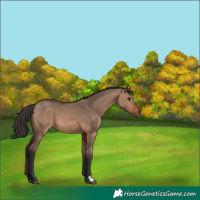 Horse Color:Brown Dun 