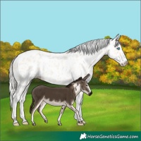 Horse Color:Cremello Near Leopard 