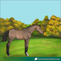 Horse Color:Brown Dun 