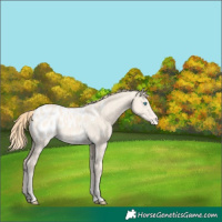 Horse Color:Perlino Dun Blanket 