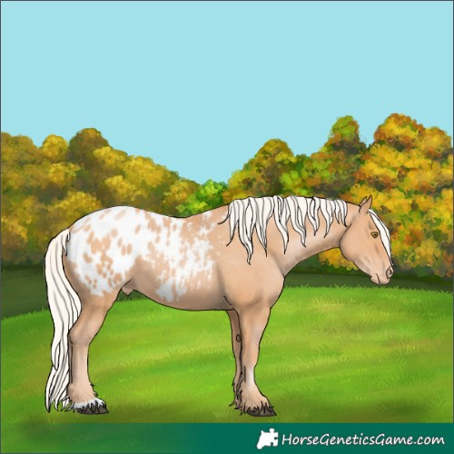 Horse Color:Silver Bay Pearl Appaloosa 