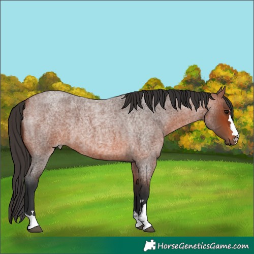Horse Color:Bay Roan 