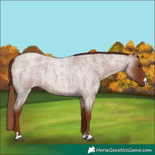 Horse Color:Red Roan