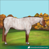 Horse Color:Red Roan