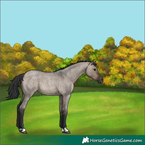 Horse Color:Brown Roan Dun 