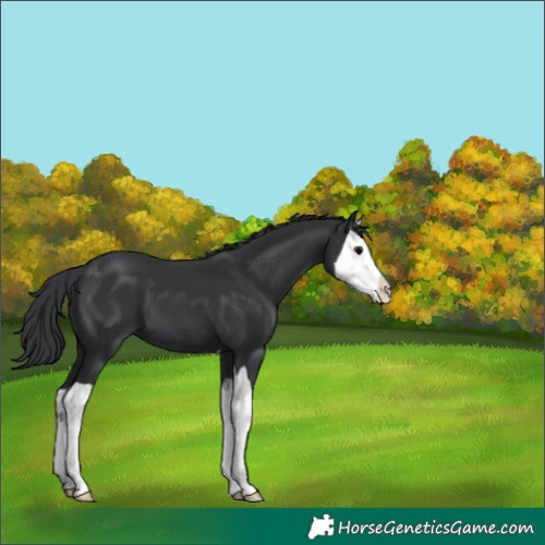 Horse Color:Black Splash