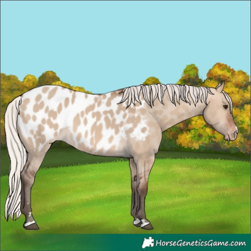 Horse Color:Silver Brown Dun Appaloosa 