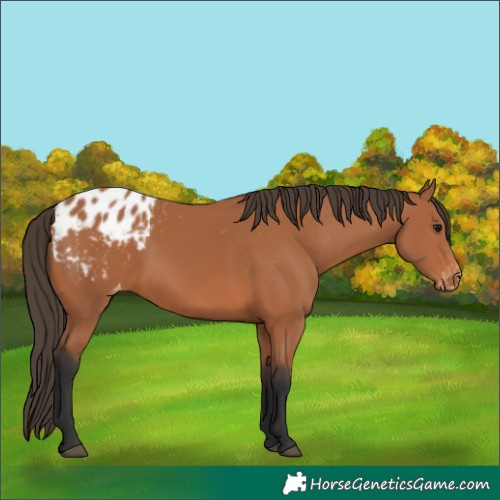 Horse Color:Bay Appaloosa