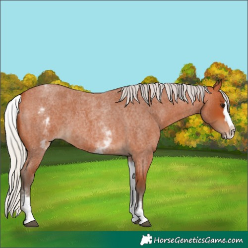 Horse Color:White Spotted Silver Bay Roan Splash 