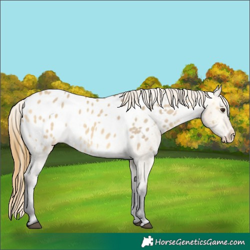 Horse Color:Buckskin Dun Appaloosa 