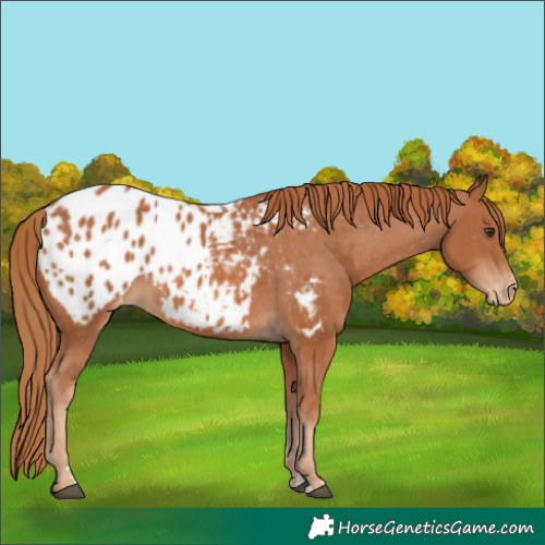 Horse Color:Chestnut Appaloosa 