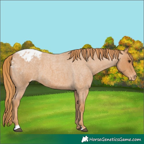 Horse Color:Red Roan Appaloosa 