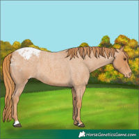 Horse Color:Red Roan Appaloosa 