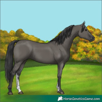 Horse Color:Grullo Sabino Rabicano