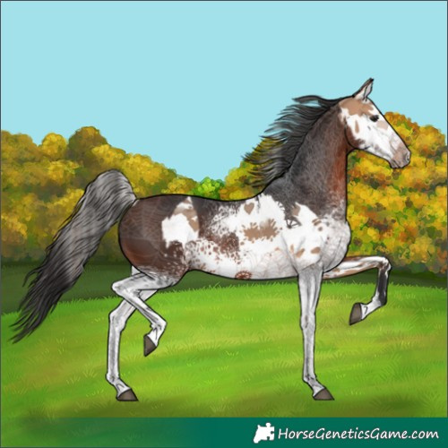 Horse Color:White Spotted Bay Dun Sabino Rabicano and White Spotted Brown