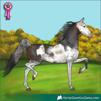 Horse Color:White Spotted Bay Dun Sabino Rabicano and White Spotted Brown