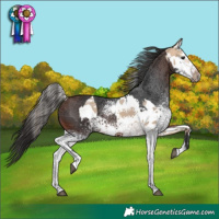Horse Color:White Spotted Bay Dun Sabino Rabicano  and White Spotted Brown 