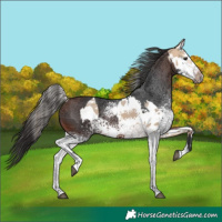 Horse Color:White Spotted Bay Dun Sabino Rabicano  and White Spotted Brown 