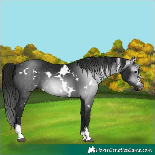 Horse Color:Gray White Spotted Smoky Black Sabino 