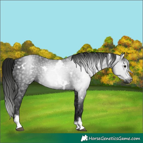 Horse Color:Gray White Spotted Smoky Black Sabino 