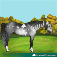 Horse Color:Gray White Spotted Smoky Black Sabino 