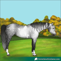 Horse Color:Gray White Spotted Smoky Black Sabino