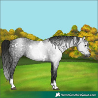 Horse Color:Gray White Spotted Smoky Black Sabino