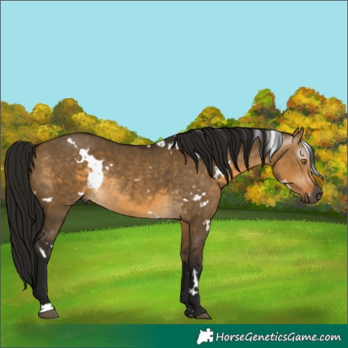 Horse Color:Gray White Spotted Buckskin Dun Rabicano 