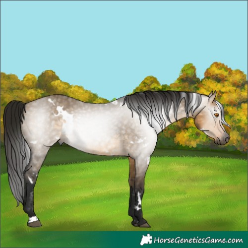 Horse Color:Gray White Spotted Buckskin Dun Rabicano 
