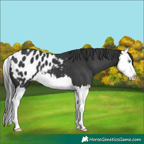 Horse Color:Black Splash Appaloosa 