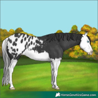 Horse Color:Black Splash Appaloosa