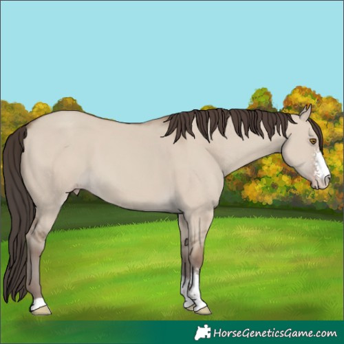 Horse Color:Classic Champagne Dun Sabino 