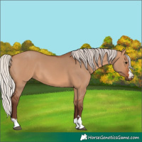 Horse Color:Silver Bay Dun 
