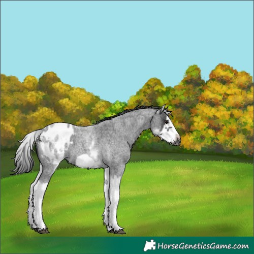 Horse Color:White Spotted Blue Roan Splash Frame Appaloosa 