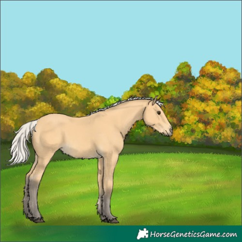 Horse Color:Silver Buckskin 