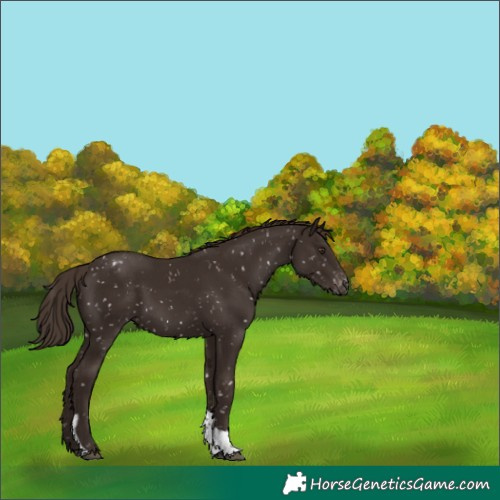 Horse Color:Liver Chestnut Tobiano Snowflake Varnish