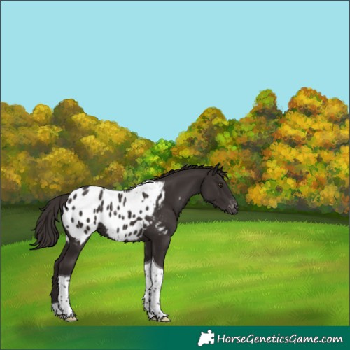 Horse Color:Liver Chestnut Tobiano Appaloosa 