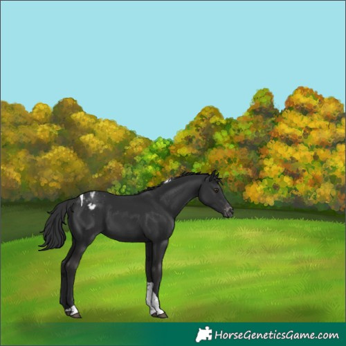 Horse Color:Liver Chestnut Tobiano Appaloosa 