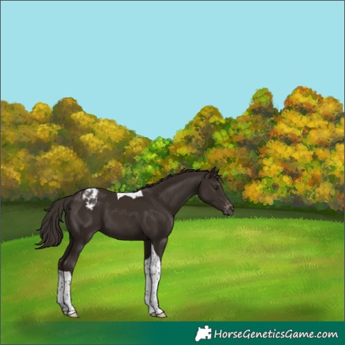Horse Color:Liver Chestnut Tobiano Varnish 