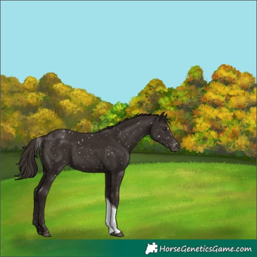 Horse Color:Liver Chestnut Tobiano Snowflake Varnish