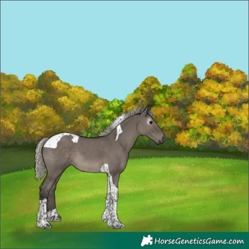 Horse Color:Gray Silver Grullo Tobiano 