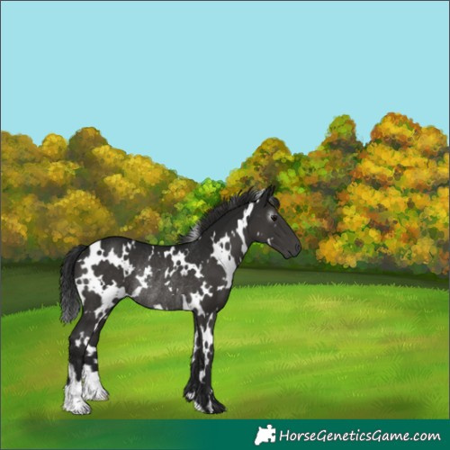Horse Color:Gray White Spotted Black Rabicano 