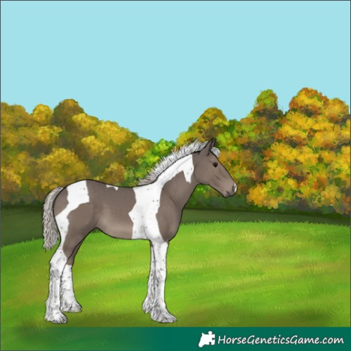 Horse Color:Silver Black Tobiano 