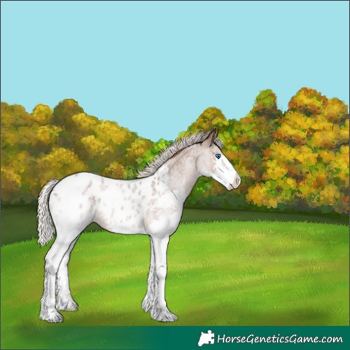 Horse Color:Silver Blue Roan Splash Appaloosa 