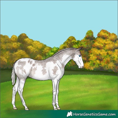 Horse Color:Silver Blue Roan Splash Appaloosa 
