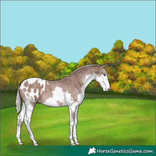 Horse Color:Silver Blue Roan Splash Appaloosa 