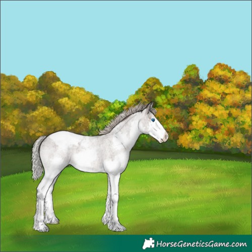 Horse Color:Silver Blue Roan Splash Snowcap 